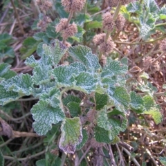 Marrubium vulgare (Horehound) at Mount Ainslie - 21 Aug 2022 by MatthewFrawley