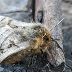 Anthela ocellata (Eyespot Anthelid moth) at Gungahlin, ACT - 21 Aug 2022 by chriselidie