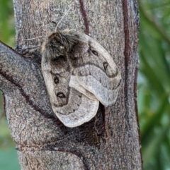 Anthela ocellata at Gungahlin, ACT - 21 Aug 2022 05:14 PM