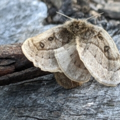 Anthela ocellata at Gungahlin, ACT - 21 Aug 2022 05:14 PM