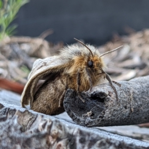 Anthela ocellata at Gungahlin, ACT - 21 Aug 2022 05:14 PM