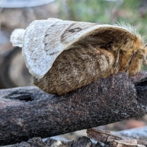 Anthela ocellata at Gungahlin, ACT - 21 Aug 2022 05:14 PM