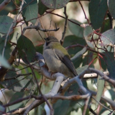 Melithreptus brevirostris (Brown-headed Honeyeater) at Mount Ainslie - 21 Aug 2022 by MatthewFrawley