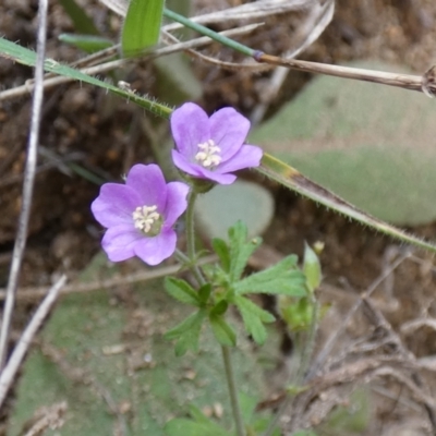 Geranium solanderi (Native Geranium) at Jindabyne, NSW - 12 Mar 2022 by Birdy