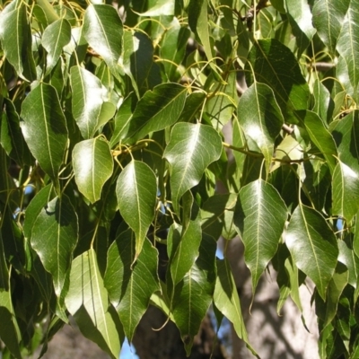 Brachychiton populneus subsp. populneus (Kurrajong) at Mount Ainslie - 21 Aug 2022 by MatthewFrawley