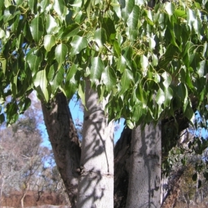 Brachychiton populneus subsp. populneus at Pialligo, ACT - 21 Aug 2022