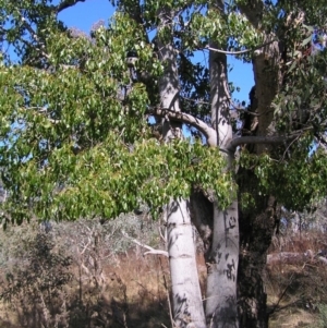 Brachychiton populneus subsp. populneus at Pialligo, ACT - 21 Aug 2022