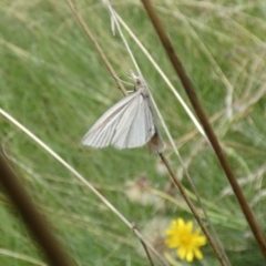 Hednota species near grammellus (Pyralid or snout moth) at Jindabyne, NSW - 12 Mar 2022 by Amata