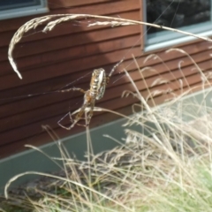 Plebs bradleyi (Enamelled spider) at Jindabyne, NSW - 12 Mar 2022 by Birdy