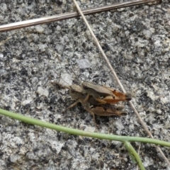 Phaulacridium vittatum (Wingless Grasshopper) at Jindabyne, NSW - 12 Mar 2022 by Amata