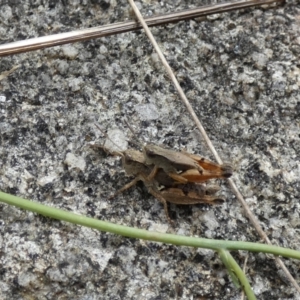 Phaulacridium vittatum at Jindabyne, NSW - suppressed