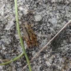 Phaulacridium vittatum at Jindabyne, NSW - suppressed