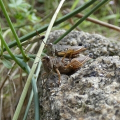 Phaulacridium vittatum at Jindabyne, NSW - 12 Mar 2022