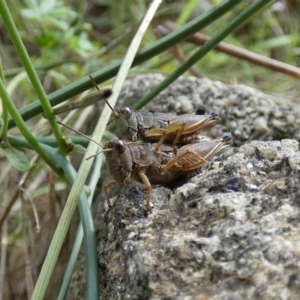 Phaulacridium vittatum at Jindabyne, NSW - suppressed