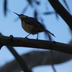 Acanthorhynchus tenuirostris (Eastern Spinebill) at Jindabyne, NSW - 12 Mar 2022 by Birdy