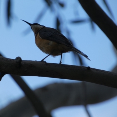 Acanthorhynchus tenuirostris (Eastern Spinebill) at Jindabyne, NSW - 12 Mar 2022 by Amata