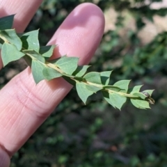 Acacia pravissima (Wedge-leaved Wattle, Ovens Wattle) at Osbornes Flat, VIC - 21 Aug 2022 by Darcy