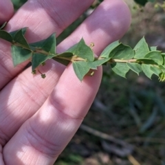 Acacia pravissima at Osbornes Flat, VIC - 21 Aug 2022 10:30 AM