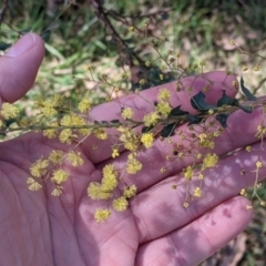 Acacia pravissima at Osbornes Flat, VIC - 21 Aug 2022 10:30 AM