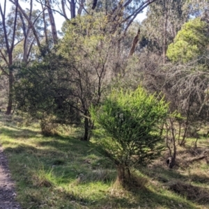 Acacia pravissima at Osbornes Flat, VIC - 21 Aug 2022