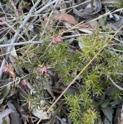 Lissanthe strigosa subsp. subulata (Peach Heath) at Queanbeyan West, NSW - 21 Aug 2022 by Steve_Bok