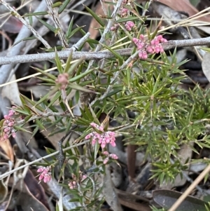 Lissanthe strigosa subsp. subulata at Queanbeyan West, NSW - 21 Aug 2022