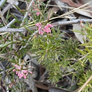 Lissanthe strigosa subsp. subulata at Queanbeyan West, NSW - 21 Aug 2022 04:58 PM