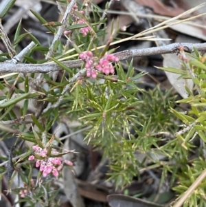 Lissanthe strigosa subsp. subulata at Queanbeyan West, NSW - 21 Aug 2022