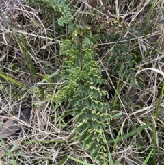 Cheilanthes sieberi (Rock Fern) at Queanbeyan West, NSW - 21 Aug 2022 by SteveBorkowskis