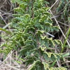 Cheilanthes sieberi at Queanbeyan West, NSW - 21 Aug 2022