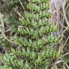 Cheilanthes sieberi at Queanbeyan West, NSW - 21 Aug 2022