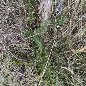 Cheilanthes sieberi at Queanbeyan West, NSW - 21 Aug 2022