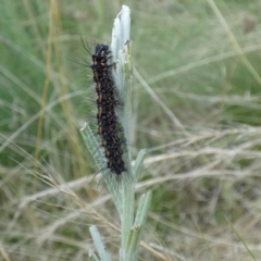 Nyctemera amicus (Senecio Moth, Magpie Moth, Cineraria Moth) at Jindabyne, NSW - 12 Mar 2022 by Birdy