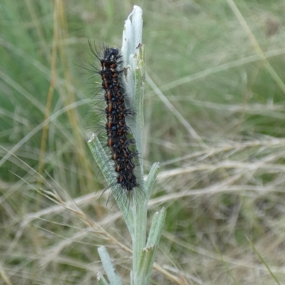 Nyctemera amicus (Senecio Moth, Magpie Moth, Cineraria Moth) at Jindabyne, NSW - 12 Mar 2022 by Amata