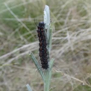 Nyctemera amicus at Jindabyne, NSW - 12 Mar 2022