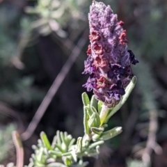 Lavandula stoechas (Spanish Lavender or Topped Lavender) at Yackandandah, VIC - 21 Aug 2022 by Darcy