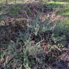 Lavandula stoechas at Yackandandah, VIC - 21 Aug 2022 10:44 AM