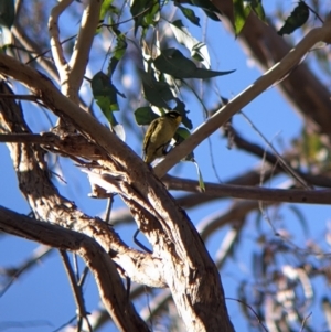 Lichenostomus melanops at Yackandandah, VIC - 21 Aug 2022