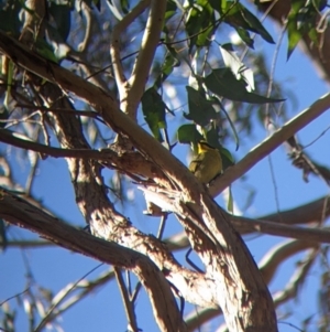 Lichenostomus melanops at Yackandandah, VIC - 21 Aug 2022