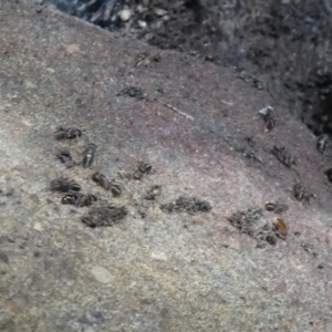 Formicidae (family) at Jindabyne, NSW - 12 Mar 2022