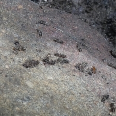 Formicidae (family) at Jindabyne, NSW - 12 Mar 2022