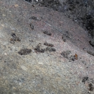 Formicidae (family) at Jindabyne, NSW - 12 Mar 2022