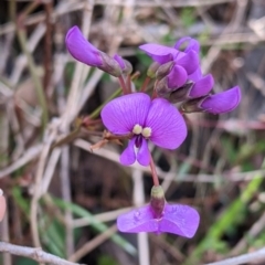 Hardenbergia violacea (False Sarsaparilla) at West Wodonga, VIC - 21 Aug 2022 by Darcy