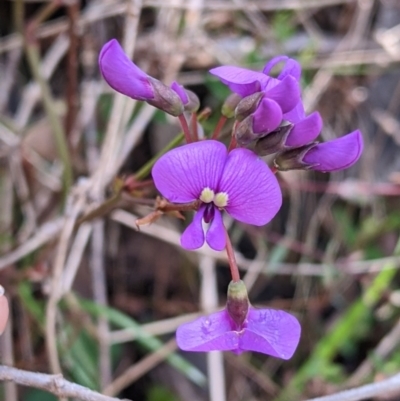 Hardenbergia violacea (False Sarsaparilla) at West Wodonga, VIC - 21 Aug 2022 by Darcy