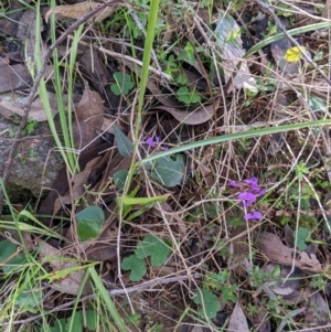 Hardenbergia violacea at West Wodonga, VIC - 21 Aug 2022 12:37 PM