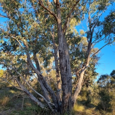 Eucalyptus dives (Broad-leaved Peppermint) at QPRC LGA - 21 Aug 2022 by clarehoneydove