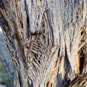 Eucalyptus dives at Bungendore, NSW - 21 Aug 2022