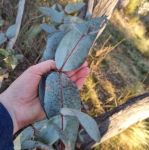 Eucalyptus dives at QPRC LGA - 21 Aug 2022