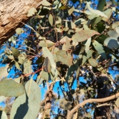 Eucalyptus dives at Bungendore, NSW - 21 Aug 2022