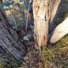 Eucalyptus dives at Bungendore, NSW - 21 Aug 2022